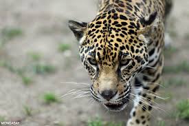 The rainforest is located in south america, stretching a brilliant 5,500,000km 2. Animals Of The Amazon Rainforest