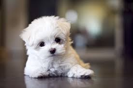 Pin By Mane And Chic On Must Love Dogs Maltese Puppy Cute Puppies Maltese Dogs