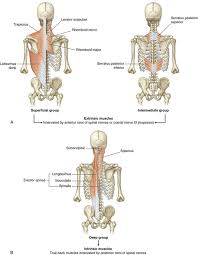 The soft tissues of the body include the muscles, tendons (the bands of fiber that connect muscles to bones), fat, blood vessels, lymph vessels, nerves and the tissues around joints. Back Clinical Gate