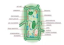 Principle of electron microscope 2. What Is A Diagram Of A Plant And Animal Cell Under An Electron Microscope Quora