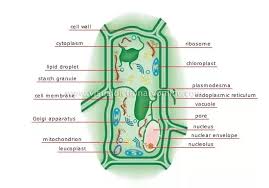 Maybe you would like to learn more about one of these? What Are The Visible Plant Animal Cell Organs On Light Microscope Quora