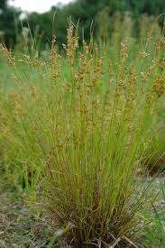 Image result for Juncus