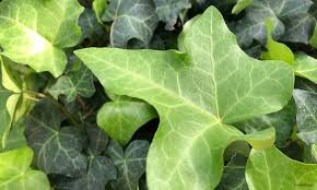 アイビー ヘデラ の増やし方 挿し木や水挿しの時期と方法は Horti ホルティ By Greensnap
