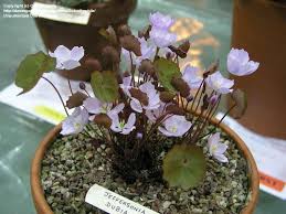 Image result for Kniphofia dubia