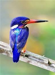 Blue Bird With Orange Wings Blue Eared Kingfisher Kingfisher Common Kingfisher Pet Birds