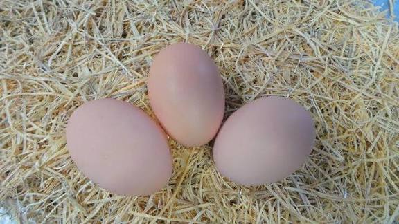 Australorp: Is the Australorp chicken good for eggs? As you may have  gathered in the introduction to the history of the Australorp chicken  breed, it is one of the very best| orderexoticpoultry.com 