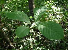 Image result for Pavetta sp. F