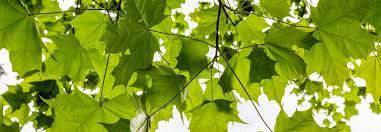 Get $300 off full orthodontic treatment at quad city orthodontics. The Davey Tree Expert Company