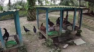 Sory klaw terlebih or tergedik or terover. Cara Saya Masuk Kan Ayam Kampung Asli Ke Dalam Reban Kandang Di Petang Hari Youtube