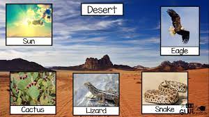 Food Chains A Dab Of Glue Will Do Food Chain Animal Habitats Grassland Biome