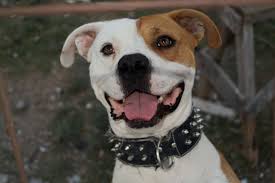Dog Happy Pitbull 4k