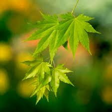 Check spelling or type a new query. Acer Shirasawanum Jordan Suttons