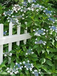 Flowering shrub varieties are abundant in zone 9, with many options available to the home gardener. Shrubs For Zone 4 5 Shrubs Plants Garden Shrubs