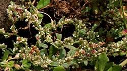 Image result for Nesogenaceae