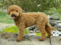 Parents are genetically health tested and all puppies receive temperament testing and a comprehensive health evaluation. Our Breeding Male Poodles Goldendoodles And Others Powder Valley Poodles