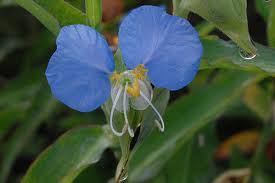 Image result for Commelina diffusa