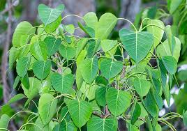 Image result for Ficus religiosa