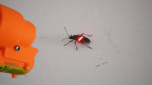 We did not find results for: New Best Bug A Salt Yet 3 0 Black Fly Review And Test On Spiders Comparison Vs 2 0 Youtube