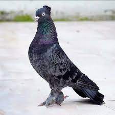 page not found pet pigeon pigeon pictures pet birds