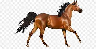 Arabian Horse Pony Equestrianism Clip Art Transparent Brown Horse Png Clipart