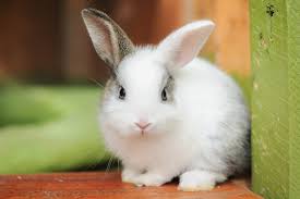 It's an effortless way to add more trace minerals to your diet and improve. Cutest Bunnies You Ll Want To Take Home Reader S Digest Canada
