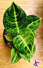 Bright indirect sunlight is optimal. Aglaonema Enizah In 2021 Aglaonema Plant Plant Leaves Fantasy Plants
