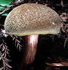 Image result for Xerocomellus diffractus