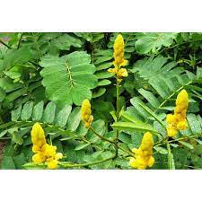 Manfaat daun ungu untuk kesehatan. Daun Ketepeng Shopee Indonesia