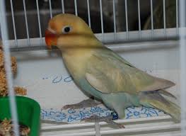 Warna dari burung lovebird parblue memiliki beberapa warna pada bagian tubuhnya, seperti warna biru tosca pada bagian leher hingga buntutnya dan memiliki warna kuning di bagin lehernya. Mengenal Lovebird Amerika Lovebird Parblue Klanggenan