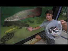 Largest Indoor Aquarium Fish Feeding Youtube In 2020 Aquarium Fish Fish Feed Aquarium