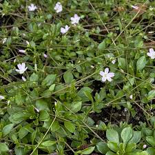 Image result for Montia