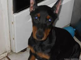I just had to have him and. Akc Doberman Pinscher Pups For Sale In Stuart Florida Your City Ads