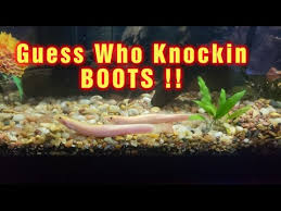 Caresheets - Weather Loach (Dojo Loach) - Misgurnus Anguillicaudatus -  Fishkeeping