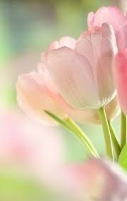 Blush Tulips Pretty Flowers Flower Photos Beautiful Blooms
