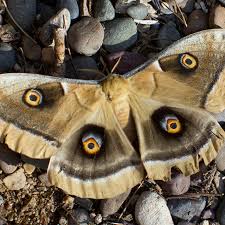 Image result for Anthonotha noldeae