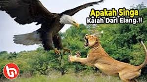 Gambar harimau vs ular paling keren hd. Jika Predator Elang Haast Raksasa Masih Hidup Apakah Ia Mampu Mengalahkan Raja Singa Saat Bertarung Youtube