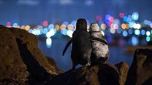 The smallest type of penguin in the antarctic region is the adelie penguin. Widowed Penguins Hug In Award Winning Photo Bbc News