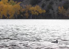 Common Loon in New Mexico | From Burgh to Burque