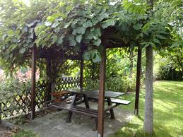 Kiwi gardener, christchurch, new zealand. Reiche Kiwi Ernte Im Waldviertel Horn