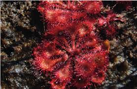 Image result for Drosera burkeana