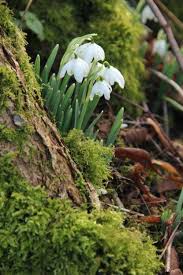 Woodland Beautiful Beautiful Flowers White Flowers Plants