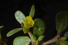 Image result for Portulacaceae