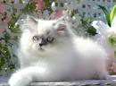 Himalayan Kittens for Sale - Adoptapet