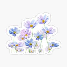 Finalise the design and erase. Cosmos Flowers Stickers Redbubble