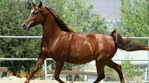 The body of the horse is brown. Hd Wallpaper Red Arabian Pets Brown Horses White Horses Nature Red Horses Wallpaper Flare