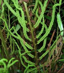 Image result for Osmundaceae