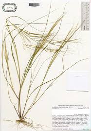 Image result for Aristida recta