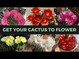 I tried to capture the feeling of a desert after a long awaited. How To Make A Cactus Bloom Abundantly Cactus Collection Youtube Blooming Cactus Unusual Plants Cactus