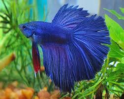 Betta fish are bred in a variety of tail shapes including: Delta Tail Betta Aqua Animania