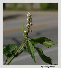 Image result for Amaranthus viridis